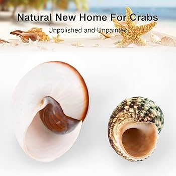 ヤドカリのお宿　{ 貝殻  巻貝 B } ヤドカリのお宿 { 貝殻 巻貝 B } インテリア小物